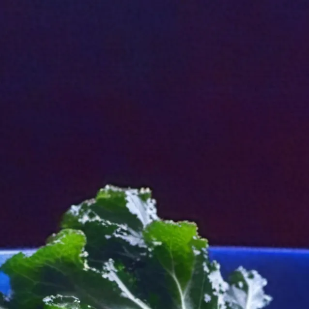 chat with ai character: ki//=× connie