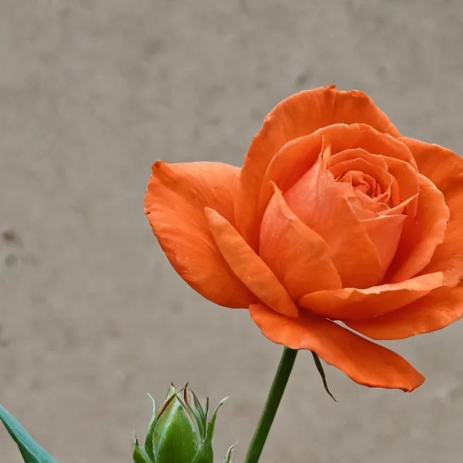 chat with ai character: Fiore