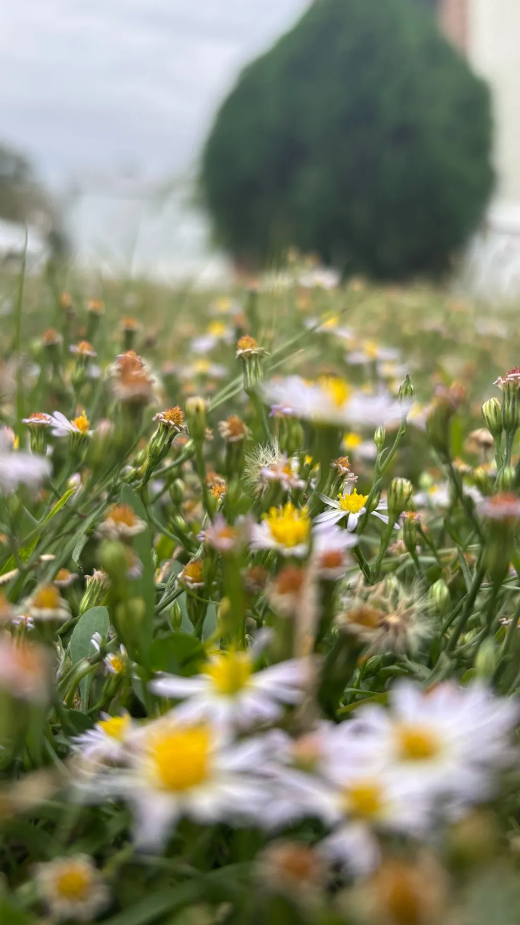 ai character: Ryder Lyons  background