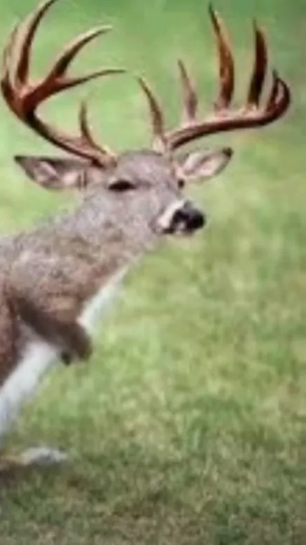 ai character: Rockwell Lyons background