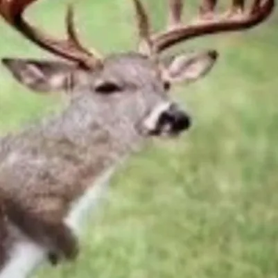 chat with ai character: Rockwell Lyons