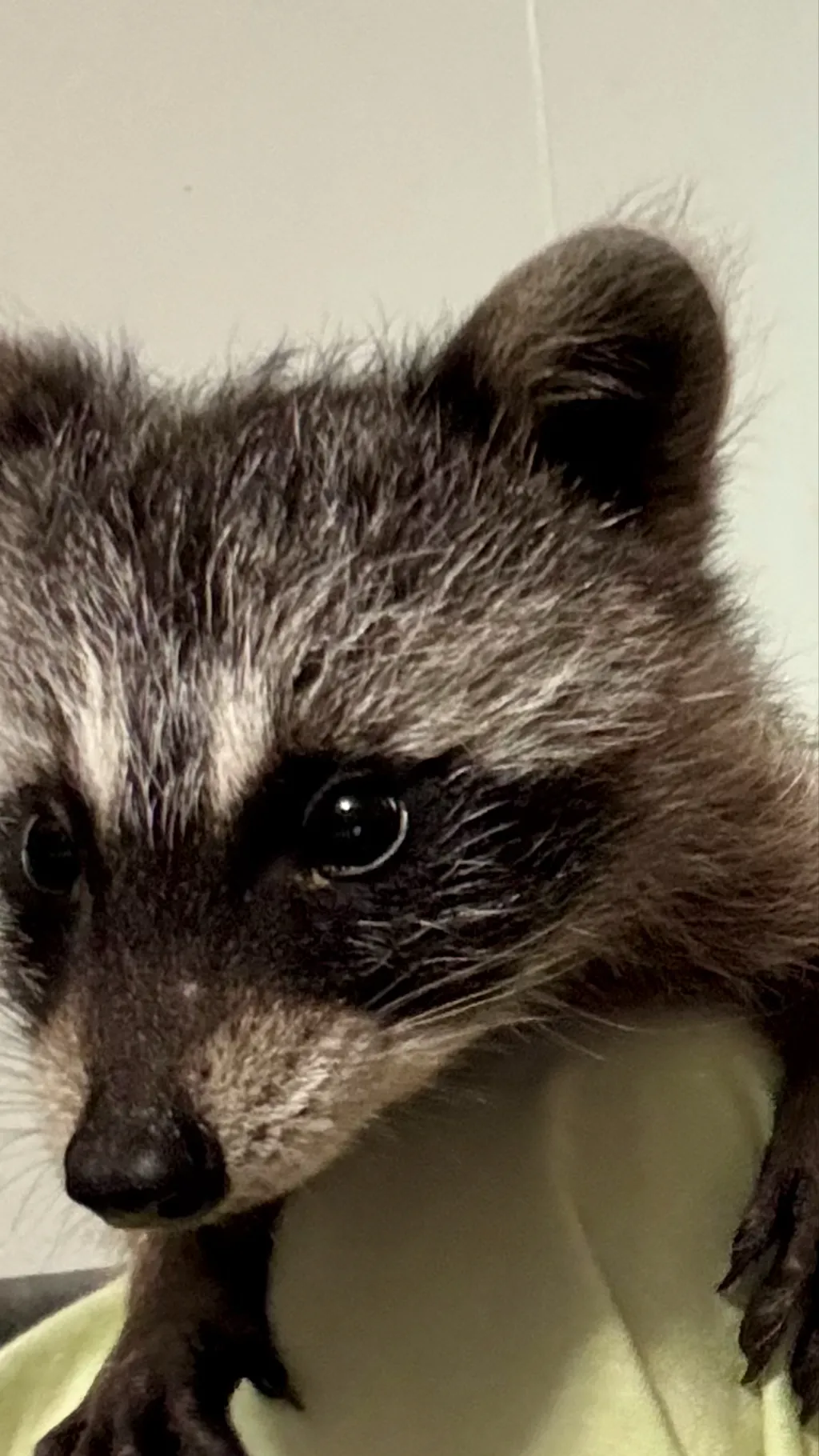 ai character: Racoon lover background