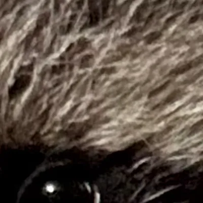 chat with ai character: Racoon lover