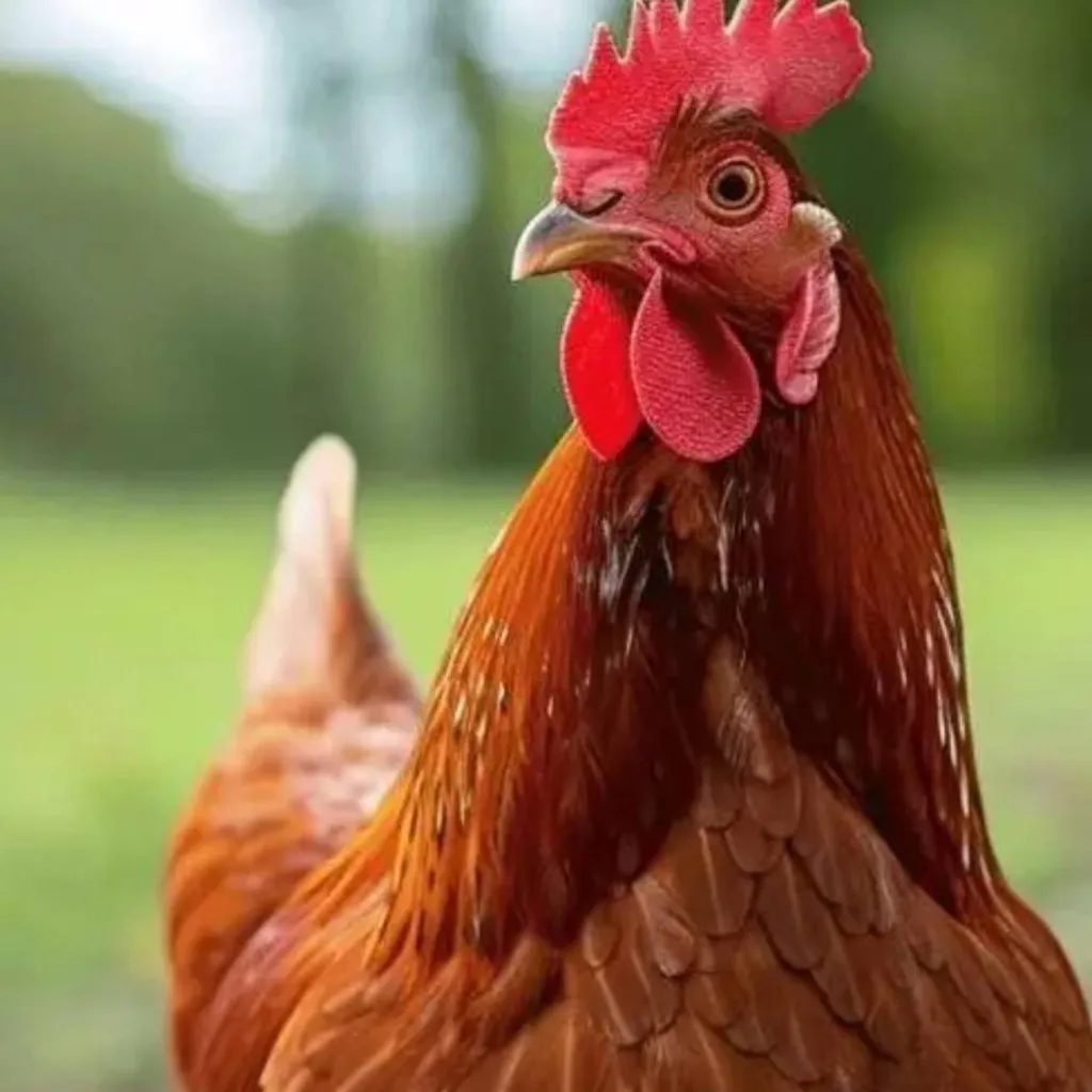 chat with ai character: chicken gun 