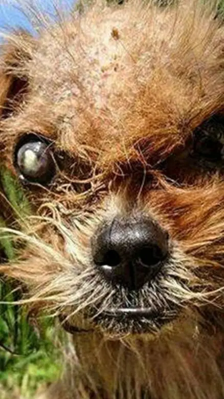 ai character: fa thanksgiving background