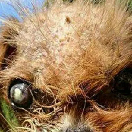 chat with ai character: fa thanksgiving