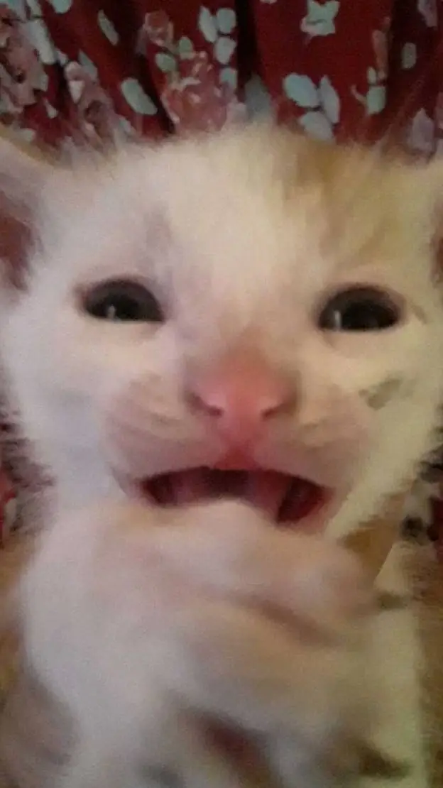 ai character: guerrita  background