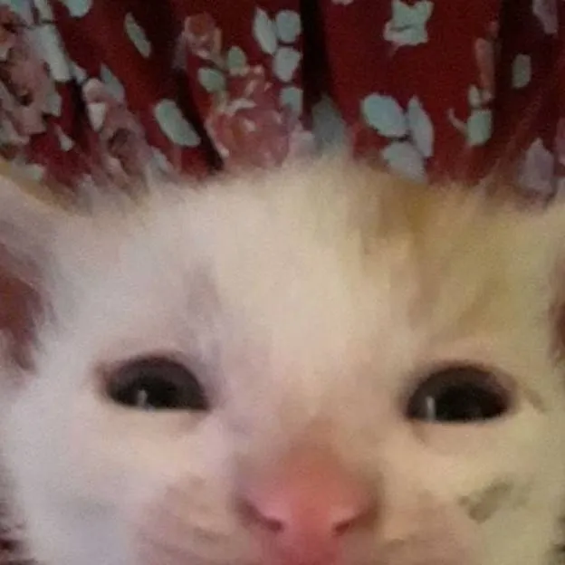 chat with ai character: guerrita 