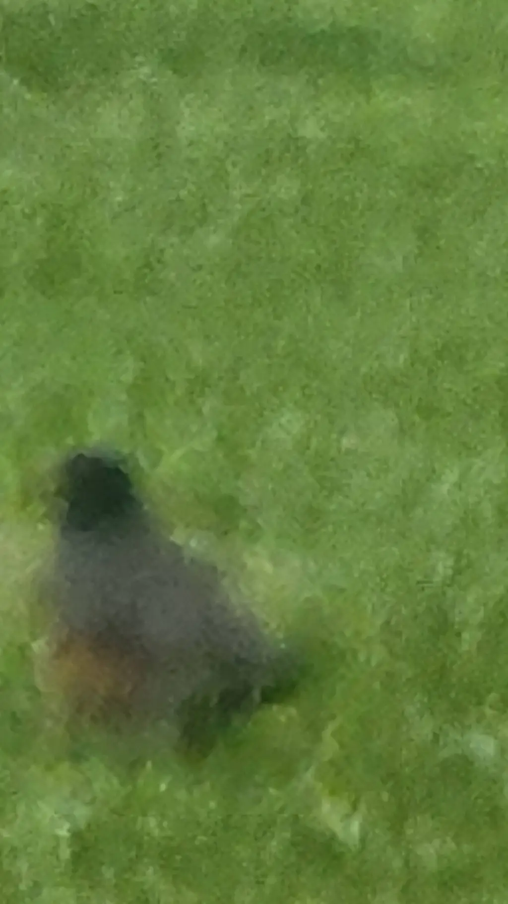 ai character: birb background