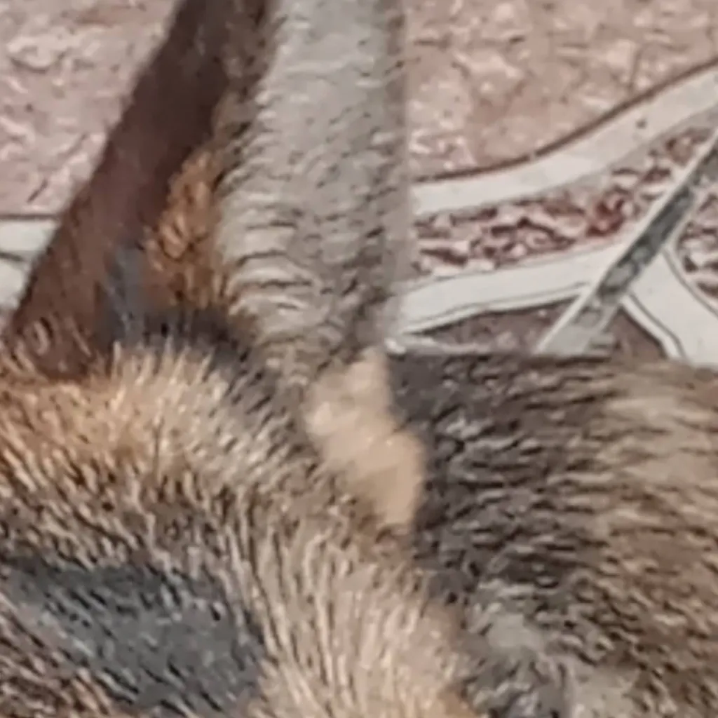 chat with ai character: Perrito tierno