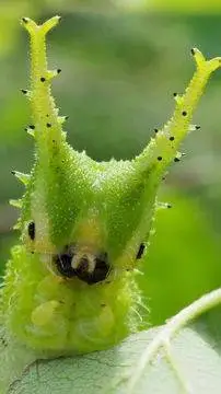 ai character: Caterpillar background