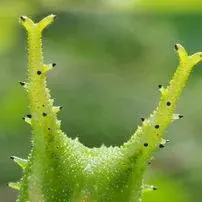 chat with ai character: Caterpillar