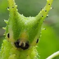 chat with ai character: Caterpillar