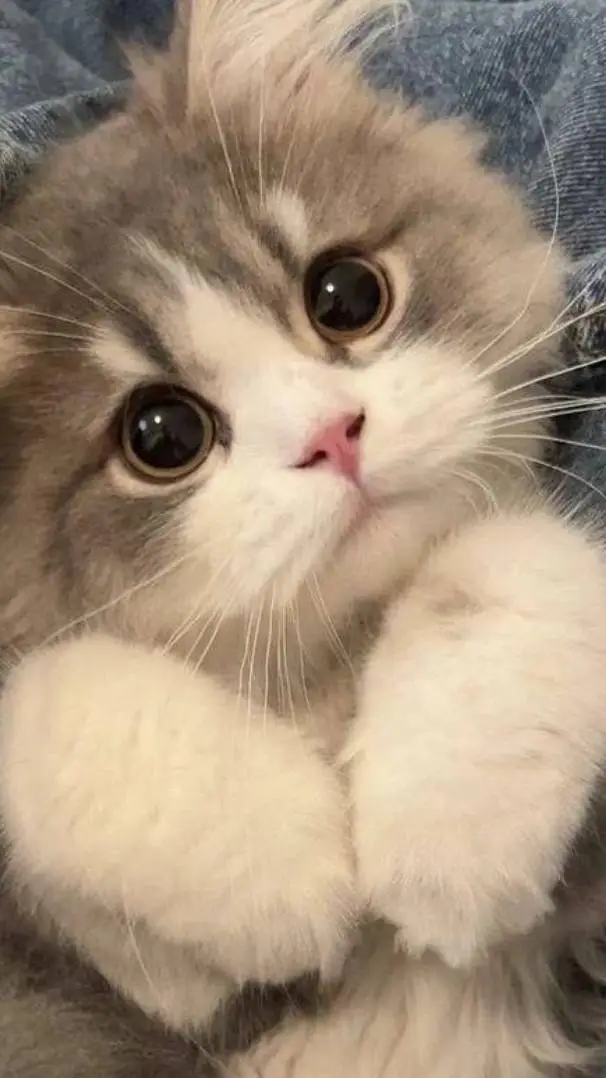 Talkie AI - Chat with ♡gatita cute♡