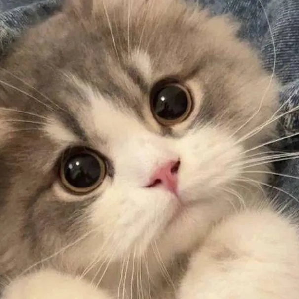 chat with ai character: ♡gatita cute♡