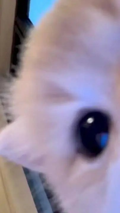 ai character: watajai 💜 background