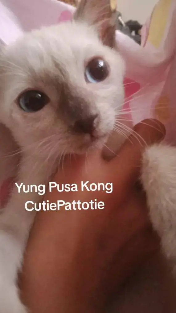 ai character: Faas background