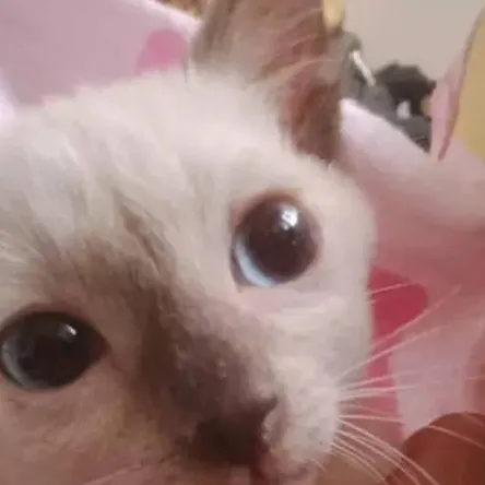 chat with ai character: Faas