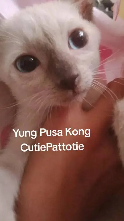 ai character: Creep background