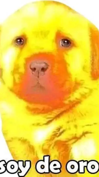 ai character: Perrito de oro background
