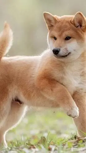 ai character: doggy background