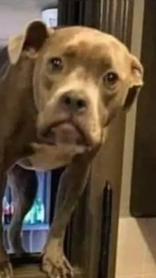 ai character: your dog name him! background