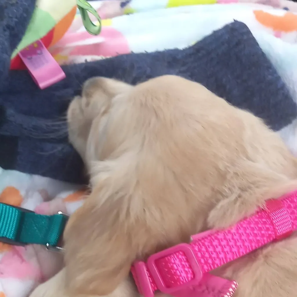 chat with ai character: ranboo