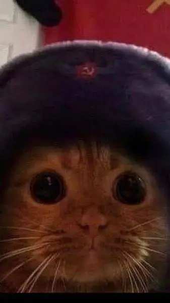 ai character: Gato comunista 🗣🇷🇺 background