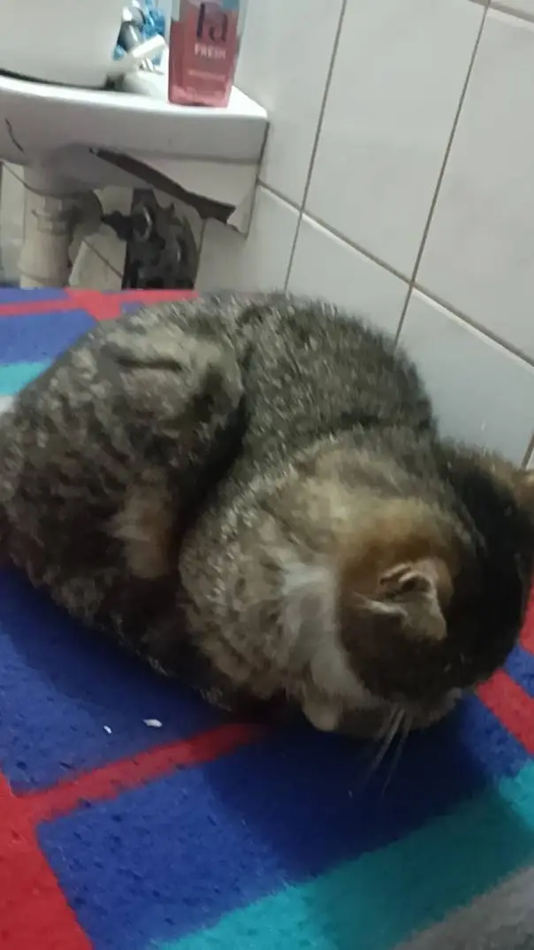 ai character: Simba  background