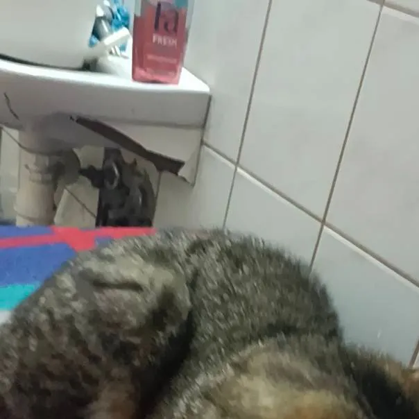 chat with ai character: Simba 