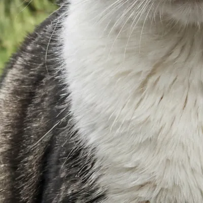 chat with ai character: Chonker