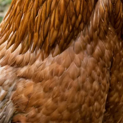 chat with ai character: Fluffy