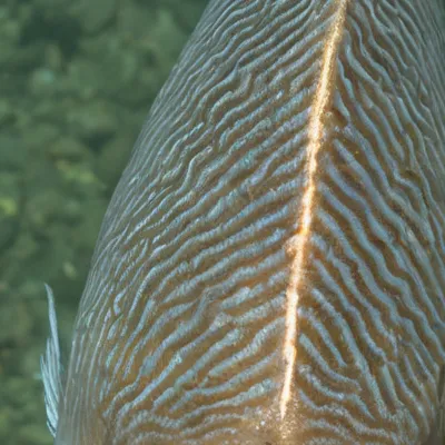 chat with ai character: Fish