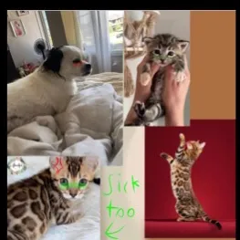 chat with ai character: Animal house