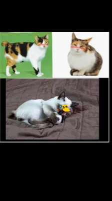 ai character: Cats background