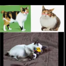 chat with ai character: Cats
