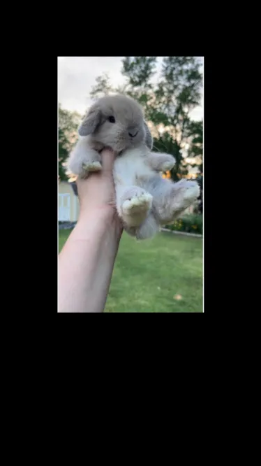 ai character: Bunny background