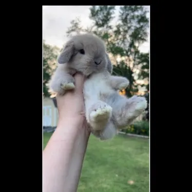 chat with ai character: Bunny