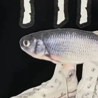 chat with ai character: My class!!!😝👽