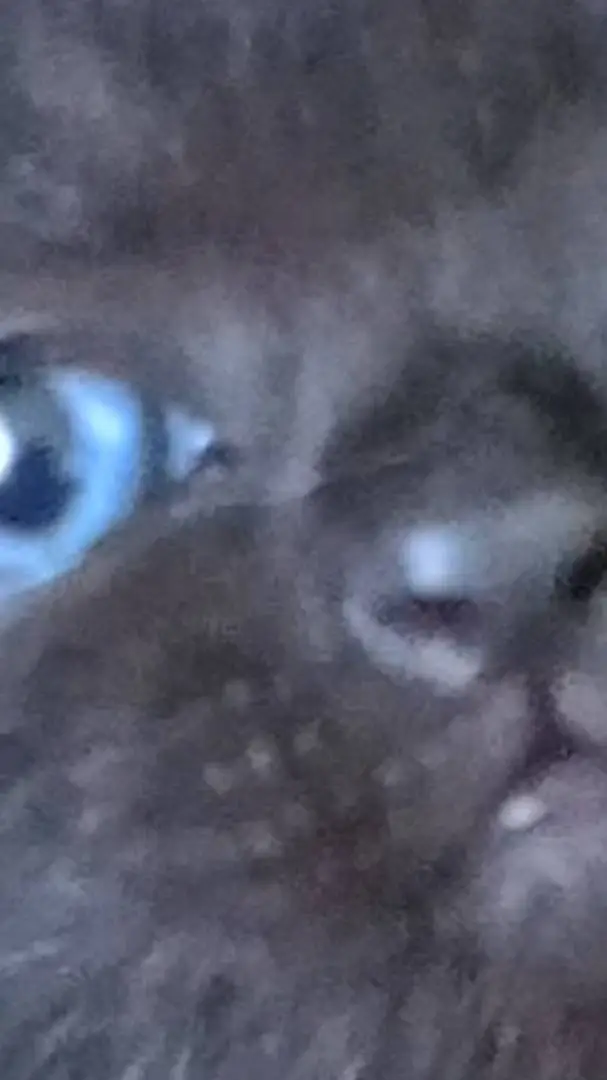 ai character: олол background