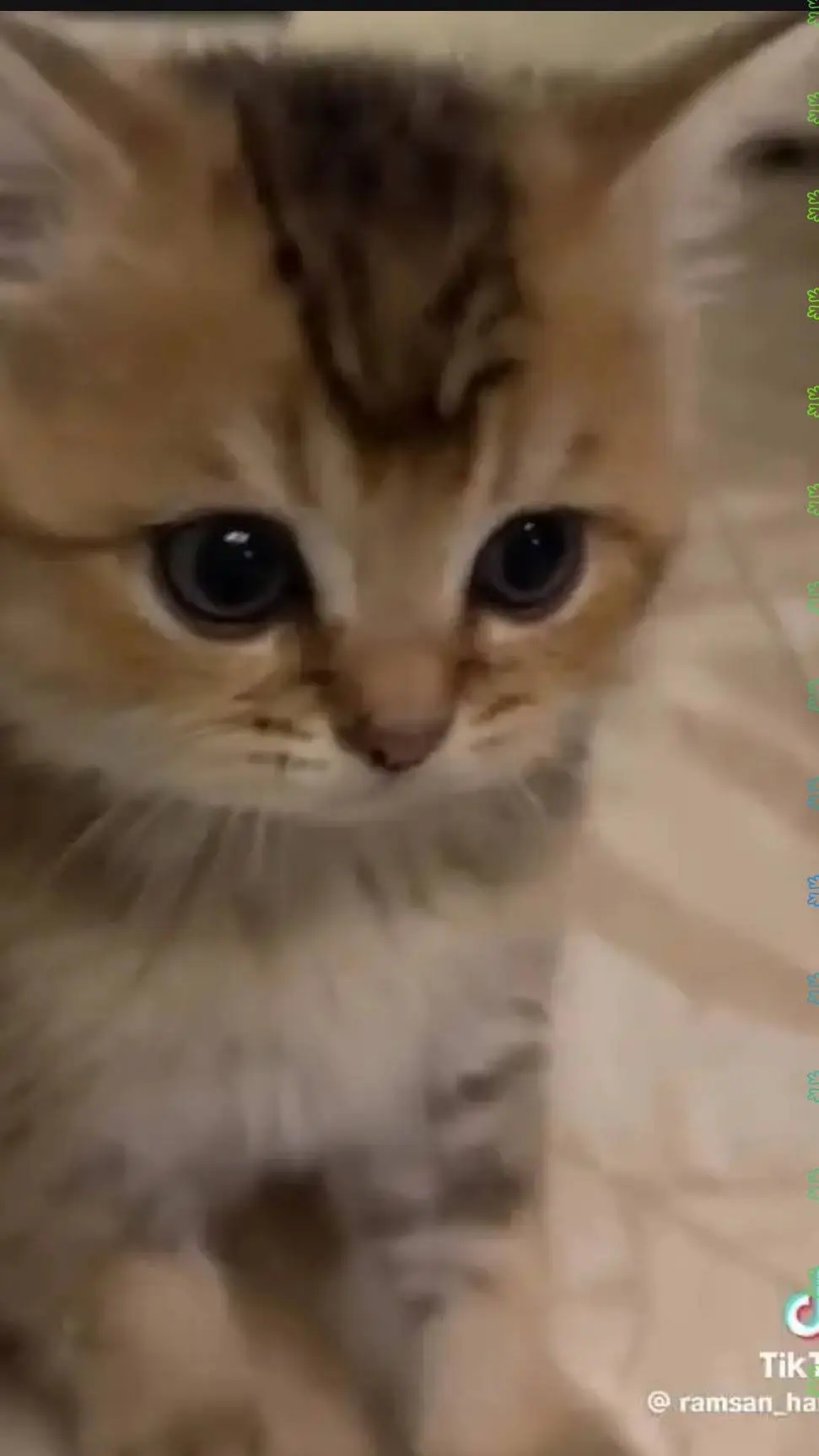 ai character: love cat background