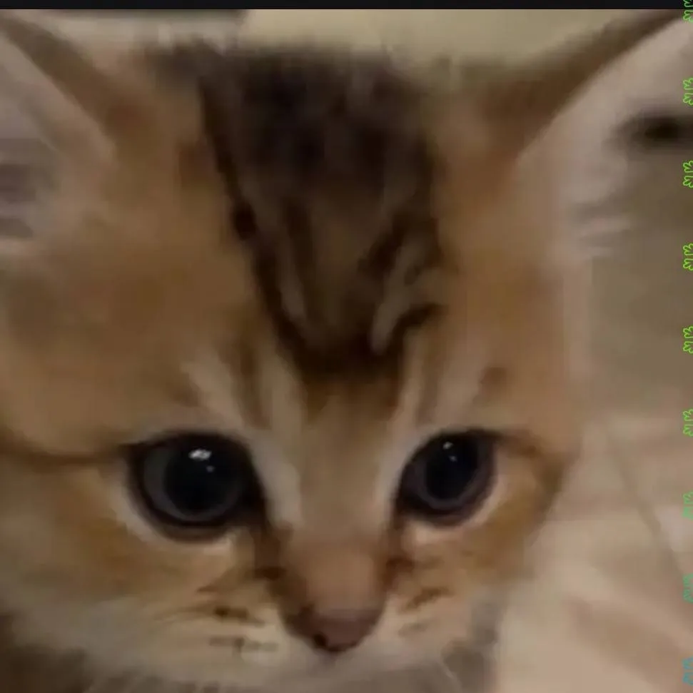 chat with ai character: love cat