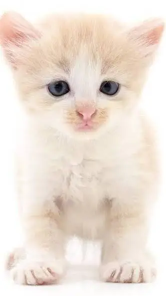 ai character: gatito lavamanos  background