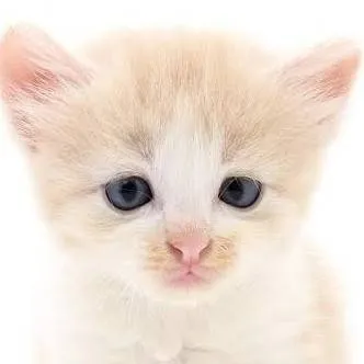 chat with ai character: gatito lavamanos 