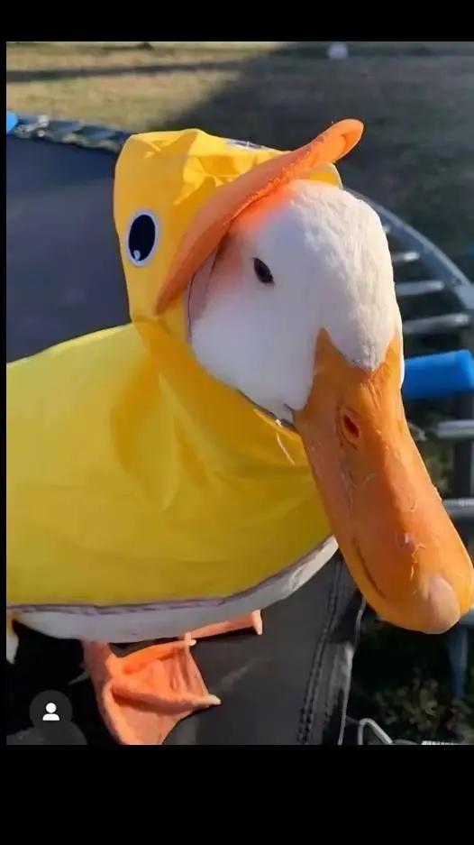 ai character: Ducks background