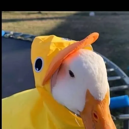 chat with ai character: Ducks