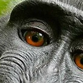 chat with ai character: dinglers