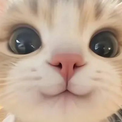 chat with ai character: cat meme