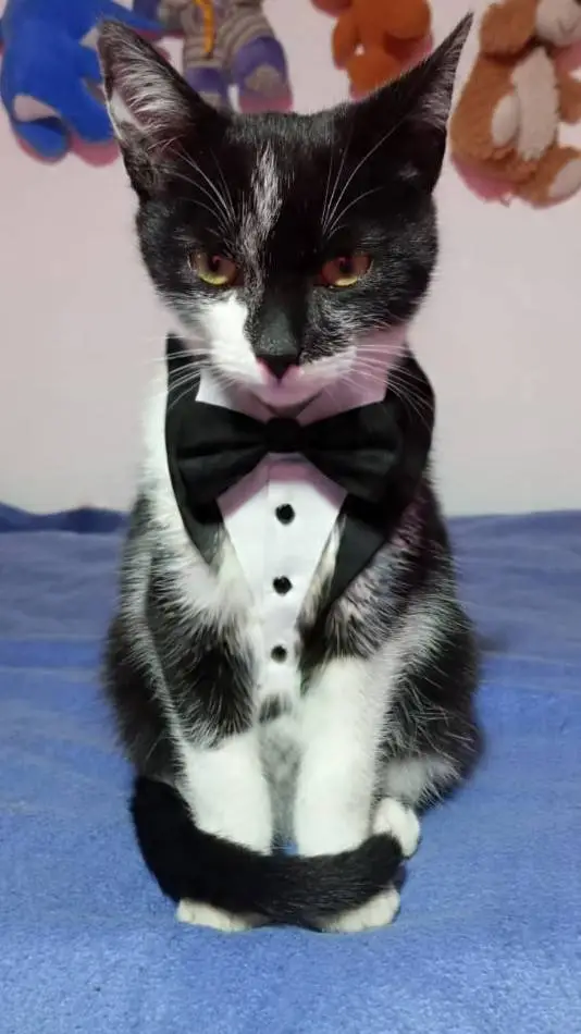 ai character: pingüino  background