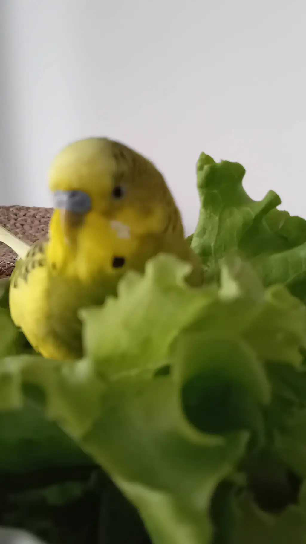 ai character: hybrid background